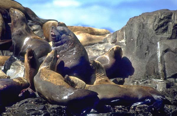 Zeeleeuwen slachtoffer van de ramp met de Exxon Valdez, 1989